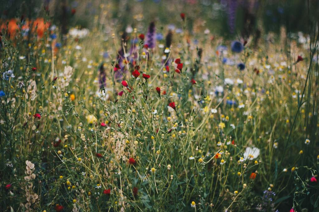 Wild Grass, Flower&nbsp;Field
